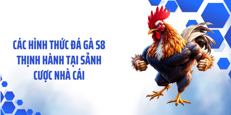 Các hình thức đá gà S8 thịnh hành tại sảnh cược nhà cái
